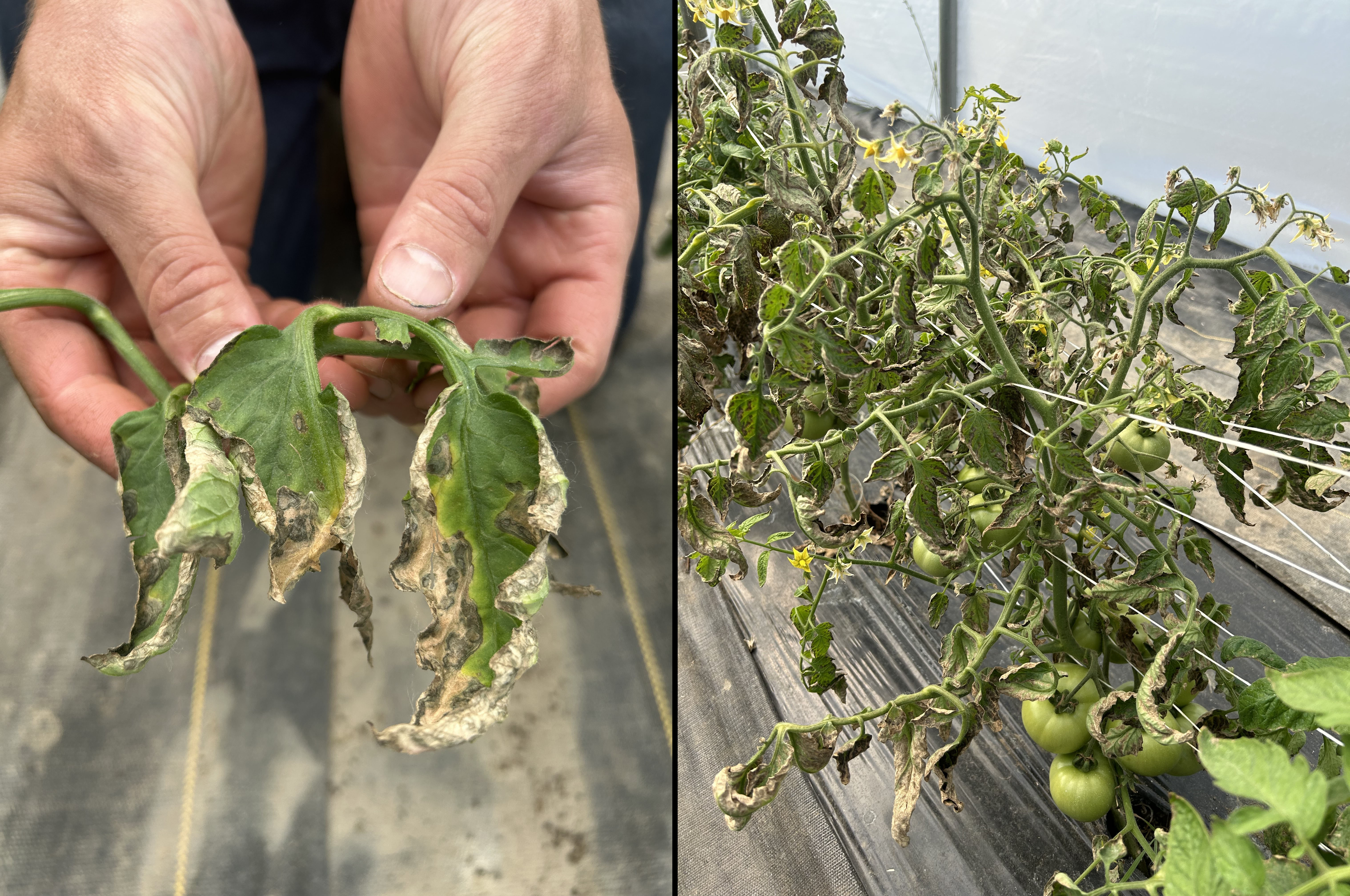 Wilted and brown tomato plants and leaves.